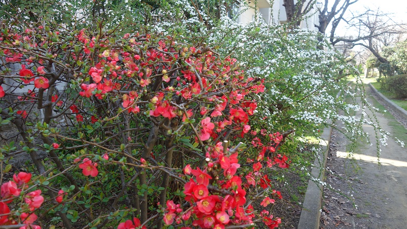 f:id:gourmet_j:20200312141423j:plain