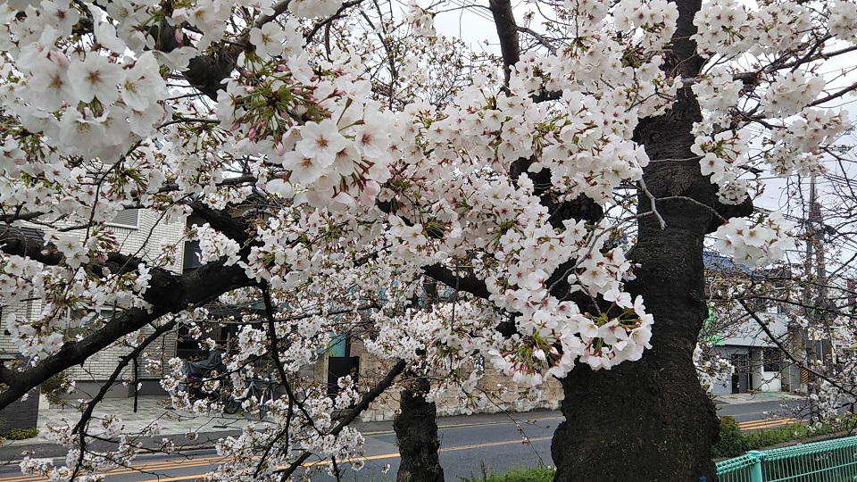 f:id:gourmet_j:20200329210900j:plain