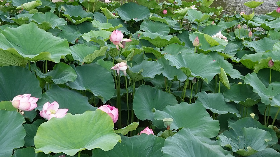 f:id:gourmet_j:20200716211035j:plain