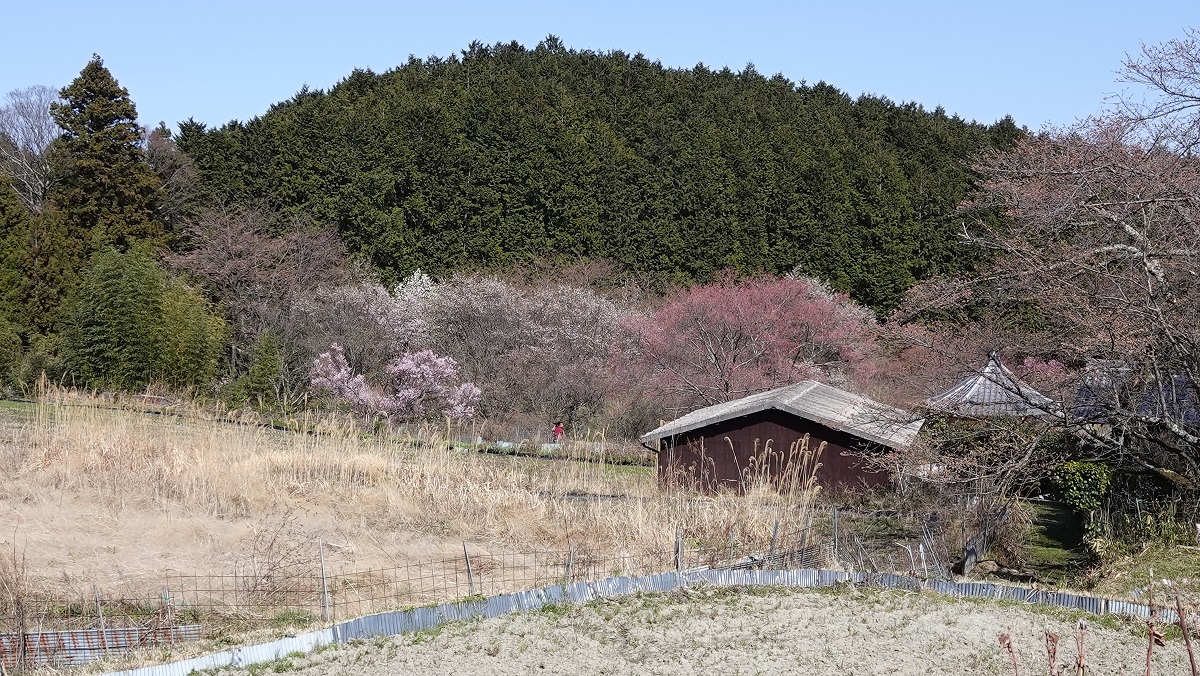 f:id:gourmet_j:20210318223715j:plain