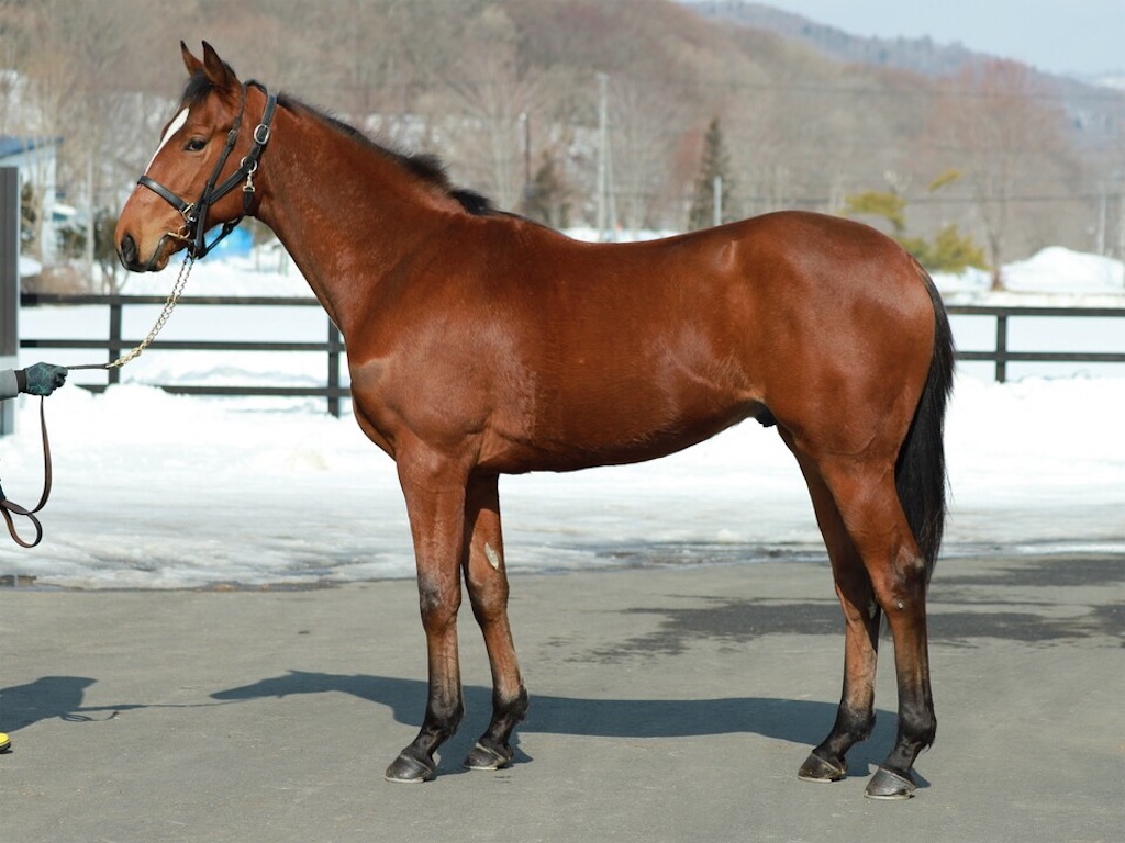 馬名決定 インゼルサラブレッドクラブ 2歳馬 年産 黒鹿毛桜blog