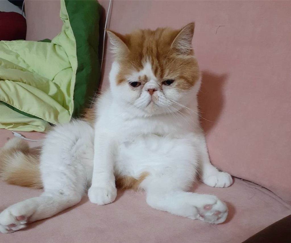 エキゾチック ショート ヘア