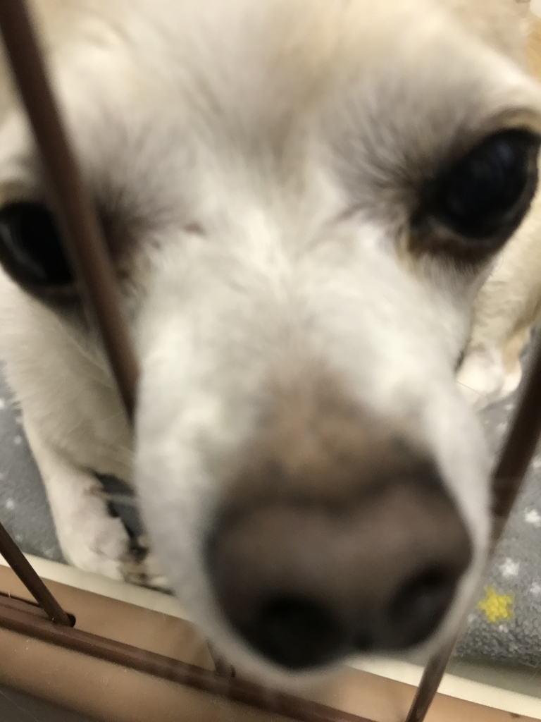 f:id:gousyun-814:20181205222204j:plain