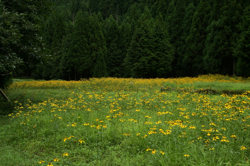 花背の夏は