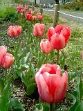 f:id:gowest:20060408094319j:image