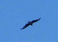 f:id:gqhikdg-2009:20130704102253j:image