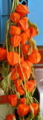 f:id:gqhikdg-2009:20131111104619j:image:medium