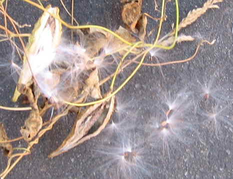 f:id:gqhikdg-2009:20140129150547j:image