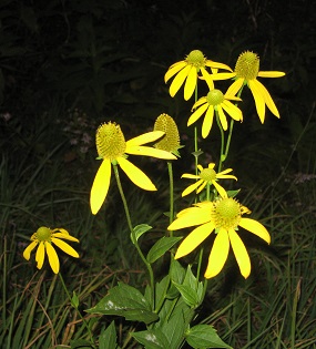 f:id:gqhikdg-2009:20140929181428j:image