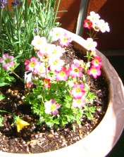 f:id:gqhikdg-2009:20150509131855j:image