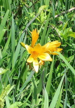 f:id:gqhikdg-2009:20190612111033j:plain