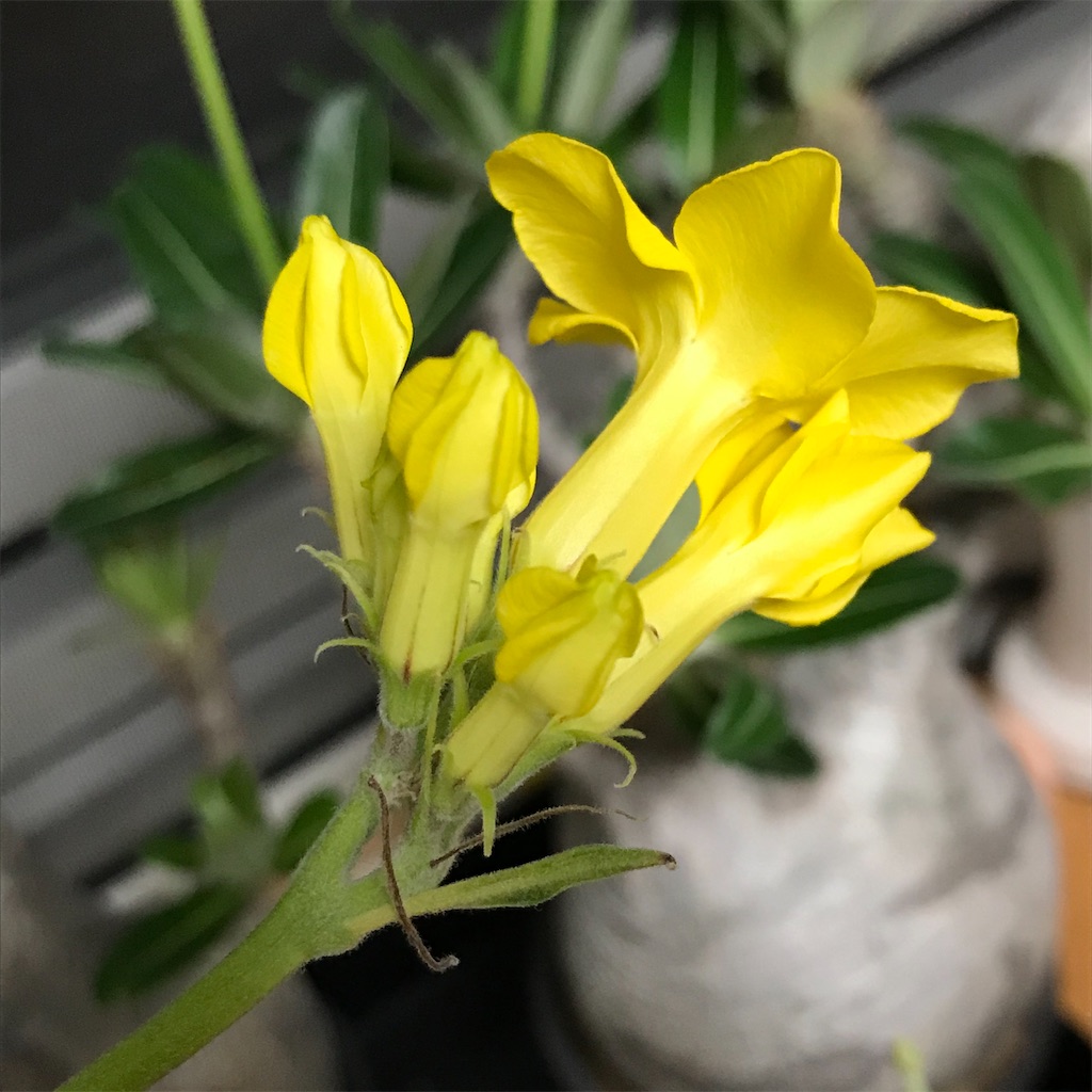 f:id:graboratory:20201004091034j:image