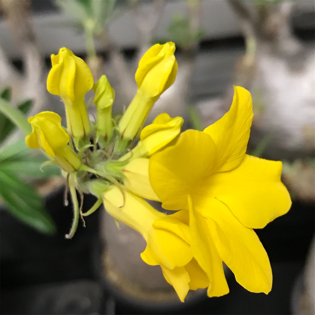 f:id:graboratory:20201004091037j:image