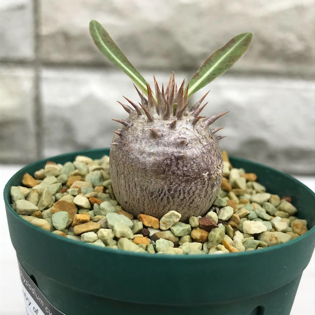 パキポディウム　グラ大黒　実生5年　グラキリス♂×恵比寿大黒♀　ハイブリッド パキポディウム グラ大黒 実生5年 グラキリス♂×恵比寿大黒♀ ハイブリッド