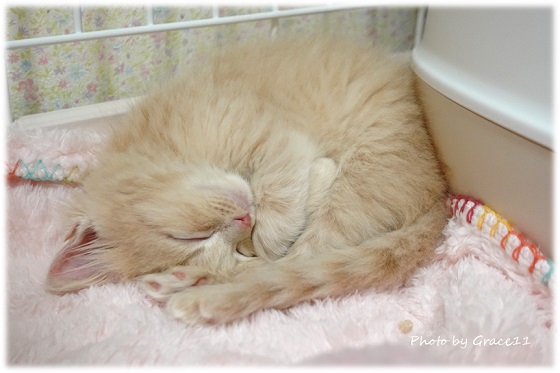 仔猫の寝顔 ミヌエット