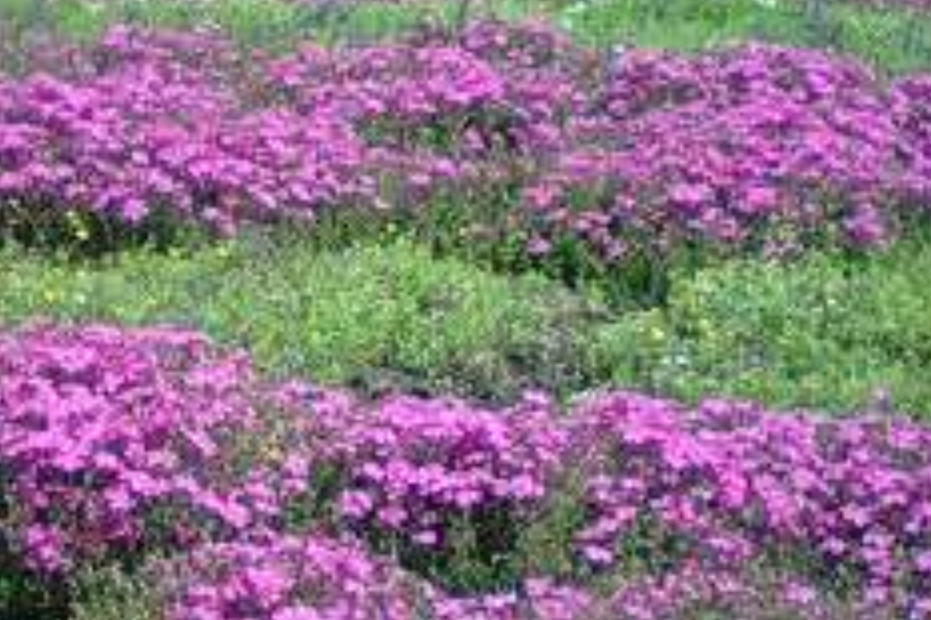 f:id:gracedusoleil2525:20200318160914p:plain