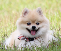 f:id:gracedusoleil2525:20201125160128p:plain