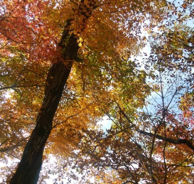 f:id:gracedusoleil2525:20211017154707j:plain