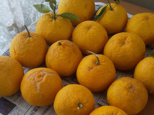 f:id:gracedusoleil2525:20250412165013j:image