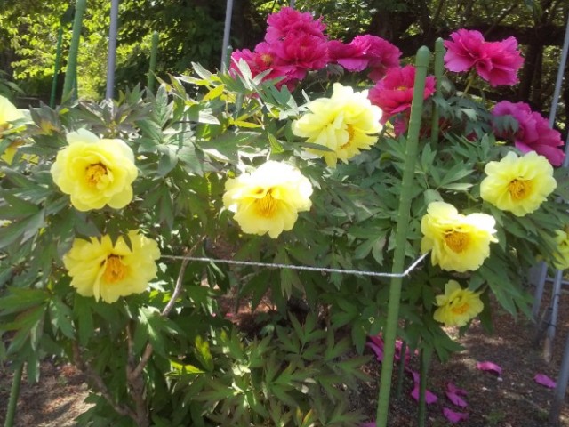 f:id:gracedusoleil2525:20250501170957j:image