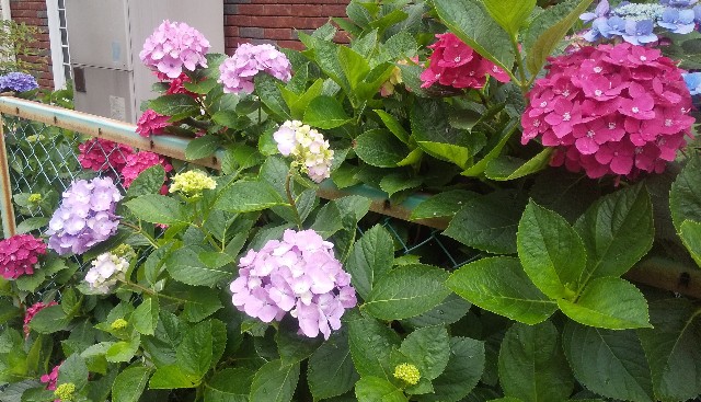 f:id:gracedusoleil2525:20250613134547j:image