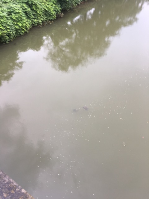 f:id:graduateblack2:20190828185501j:plain f:id:graduateblack2:20190828185501j:plain