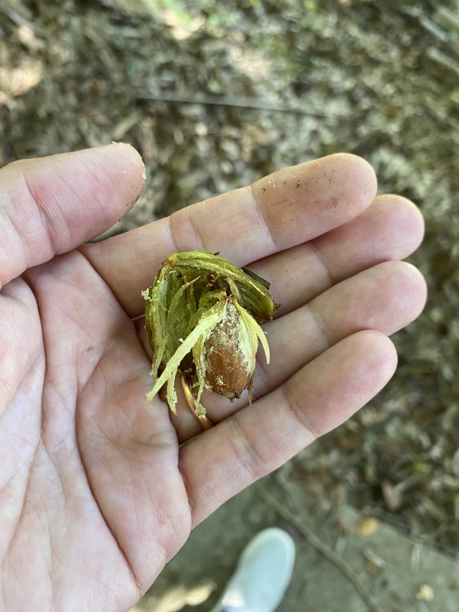 榧の実、榧の木、見つけたよ。 - 進撃の奈良県民