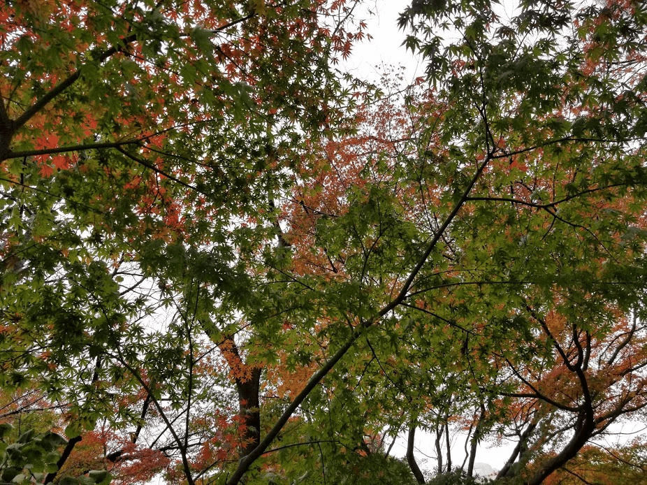 f:id:gragra1185:20190224235107j:plain
