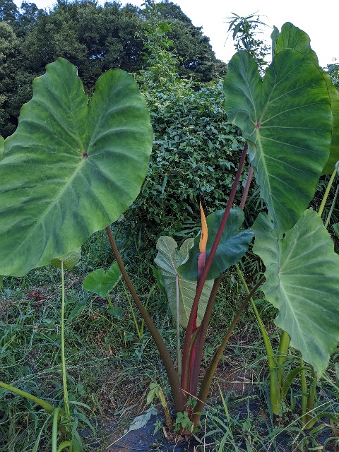 里芋に花が咲いた Grancopa S Diary