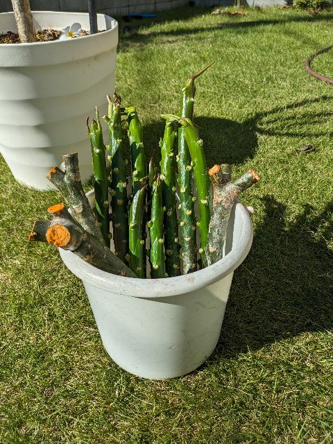 プルメリア　挿し木 プルメリアの挿し木｜🍀GreenSnap（グリーンスナップ）