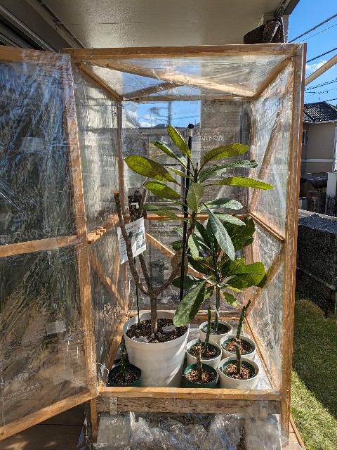 プルメリア　挿し木 プルメリアの挿し木を徹底解説！最適な時期や乾燥を防ぐコツまで