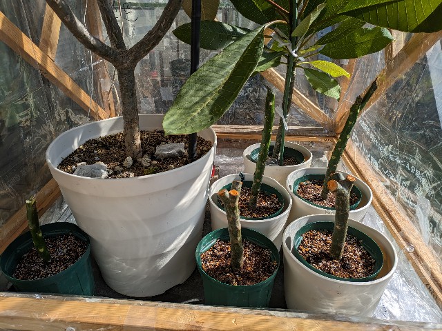 プルメリア　挿し木 プルメリアの挿し木！ - grancopa's diary