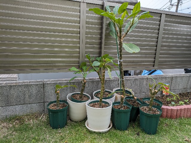 プルメリア　メタリカ①　長めのカット苗(挿し木用) プルメリア メタリカ① 長めのカット苗(挿し木用) プルメリア メタリカ