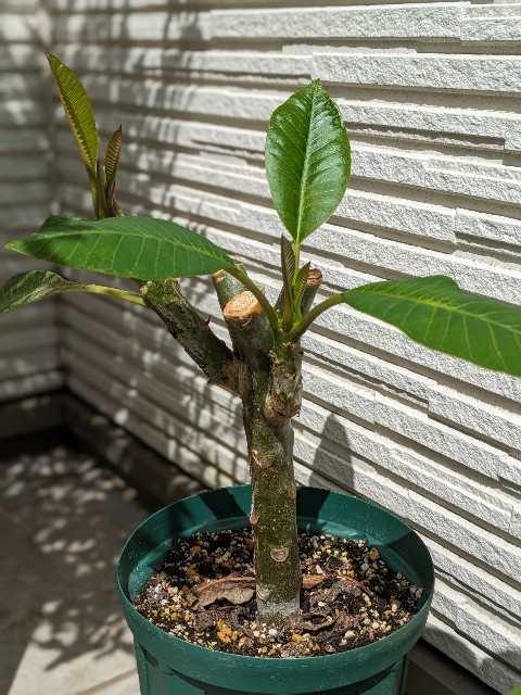 挿し木のプルメリア！ - grancopa's diary