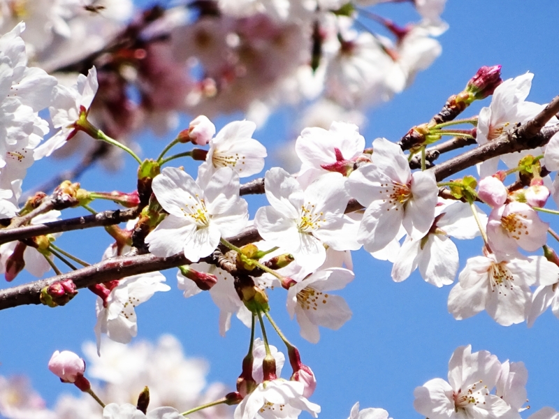 f:id:grand_bishop:20150402123335j:image f:id:grand_bishop:20150402123335j:image