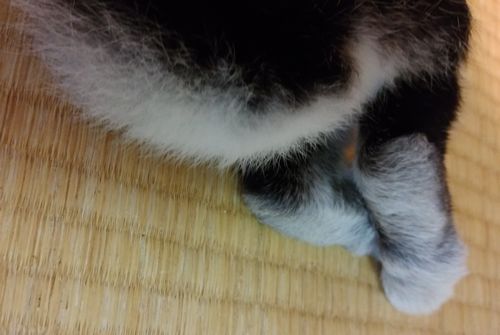 f:id:grapetown:20170625213651j:plain f:id:grapetown:20170625213651j:plain