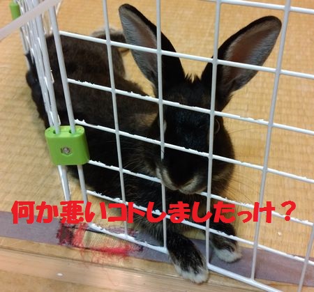 f:id:grapetown:20170703010237j:plain f:id:grapetown:20170703010237j:plain