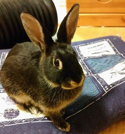 f:id:grapetown:20170710000415j:plain