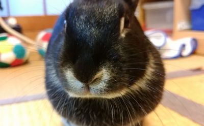 うさぎさんに寒さ対策用マットを購入 喜んで遊んでくれるのか ひつじのライトゲーム釣り日記 他