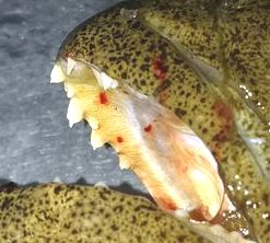 f:id:grapetown:20180104114612j:plain f:id:grapetown:20180104114612j:plain