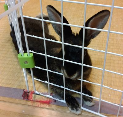 f:id:grapetown:20180107212352j:plain