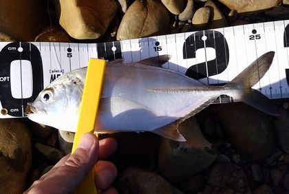 f:id:grapetown:20180225122724j:plain f:id:grapetown:20180225122724j:plain