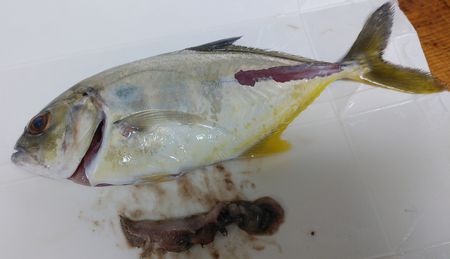 f:id:grapetown:20180922170418j:plain