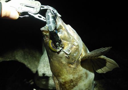 f:id:grapetown:20190502171955j:plain