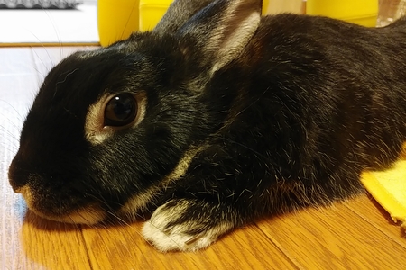 f:id:grapetown:20191030223745j:plain