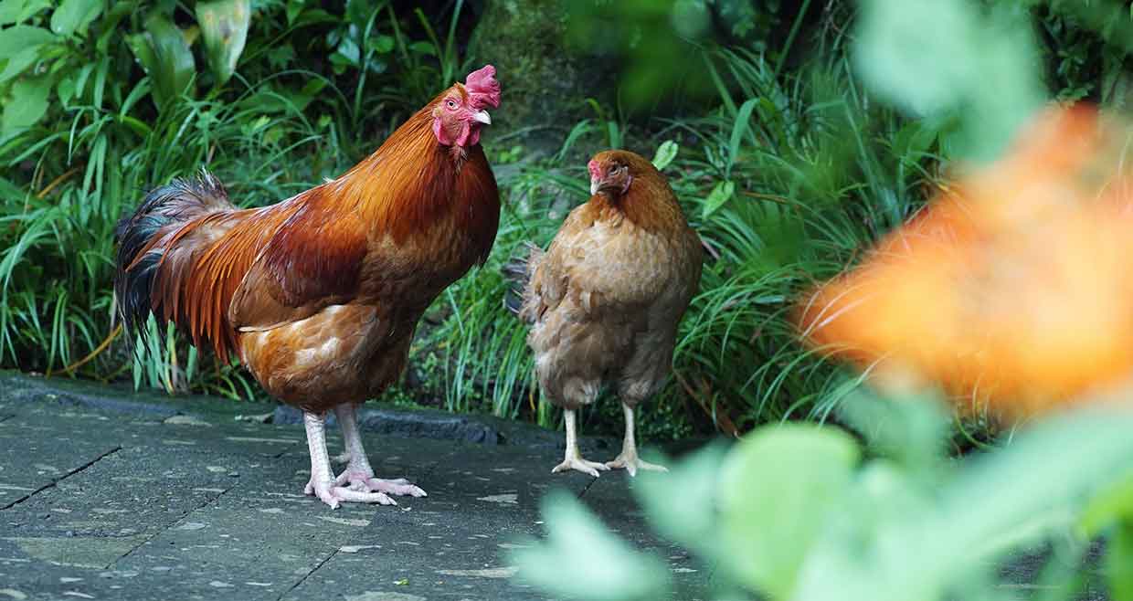 f:id:graphishio:20210301191249j:plain