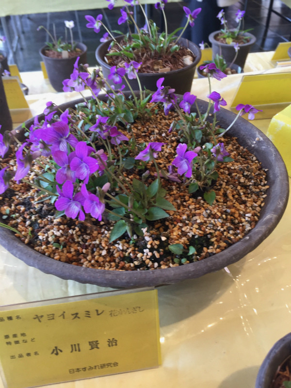 f:id:grappatei:20170406231010j:plain