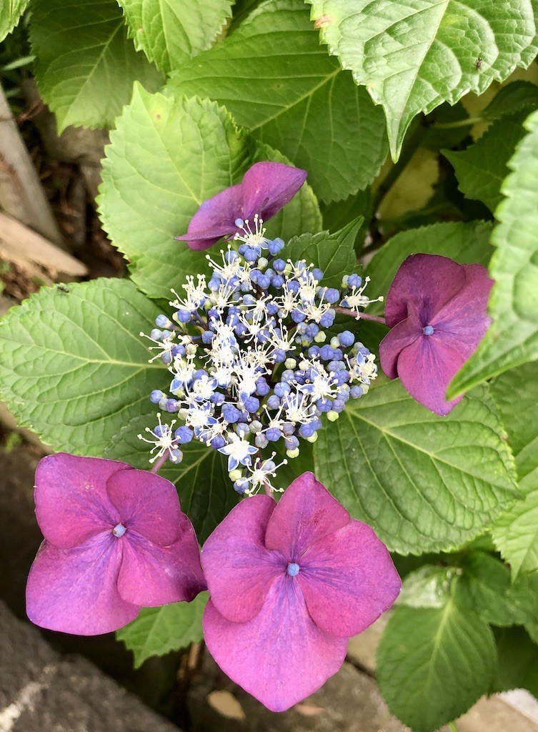 f:id:grappatei:20200606160747j:plain f:id:grappatei:20200606160747j:plain