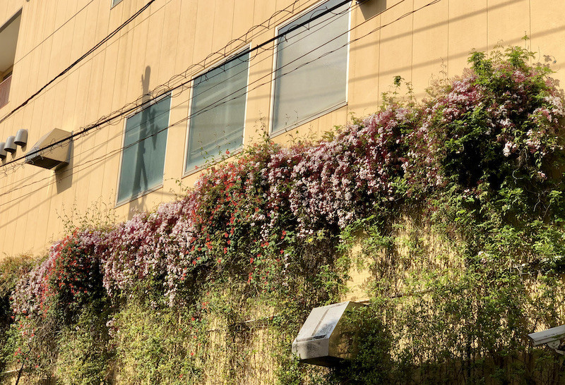 f:id:grappatei:20210406144550j:plain