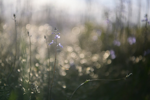 f:id:grass15:20210108004652j:plain